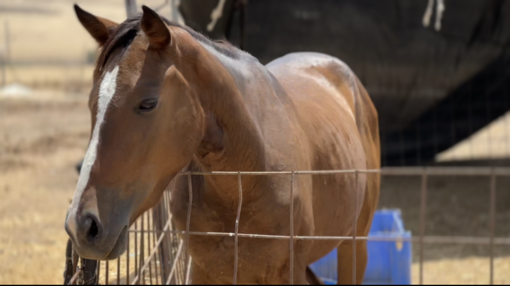 Het paard dat ontsnapte uit Gaza en onderdak vond op de Lahav boerderij.