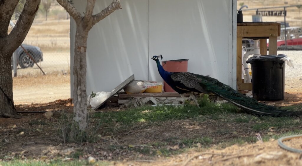 Een pauw die vrij rondloopt op Lahav Farm.