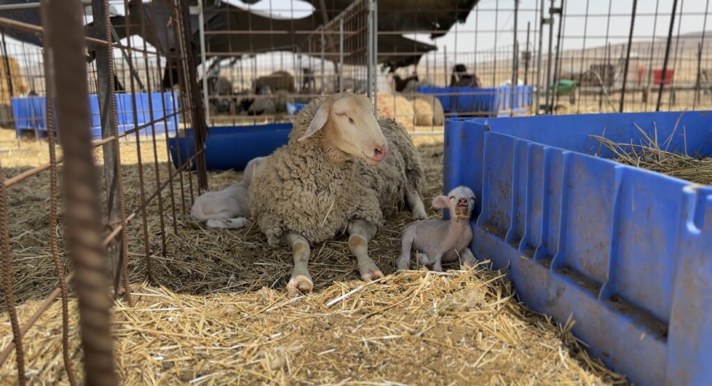 Schapen genieten van de schaduw op de Lahav boerderij.